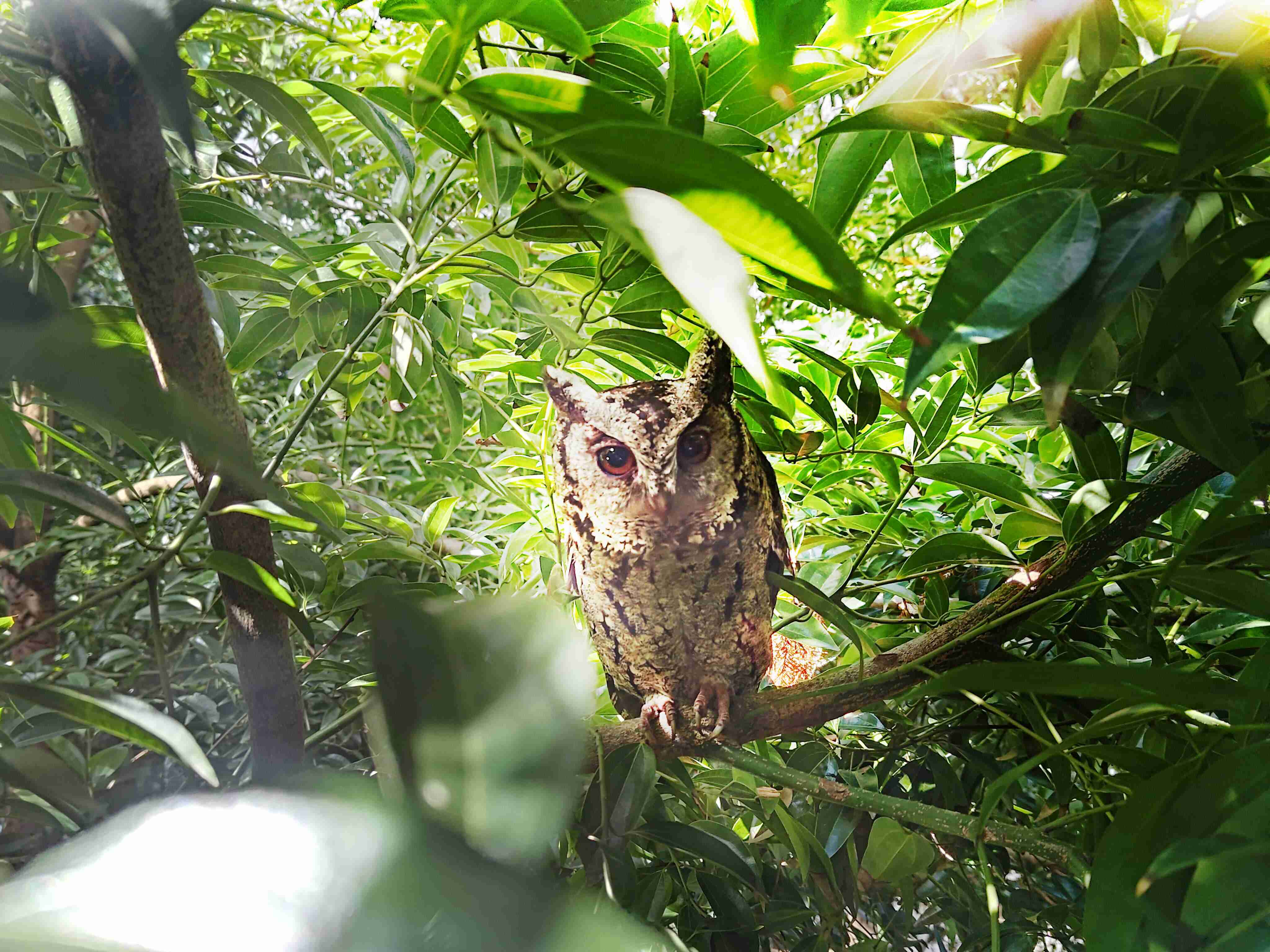 888.BY集团电子游戏致力提倡净零绿生活，，，16年以来在全球各厂区植树逾百万棵，，造就各厂区树木蔚然成林，，犹如森林工厂，，成为许多生物的栖息地